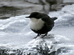 Воден кос